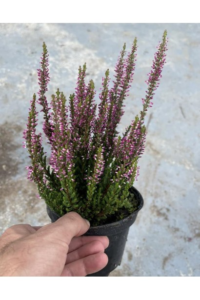 Верес звичайний рожевий ’Дунджа’ для бордюрів